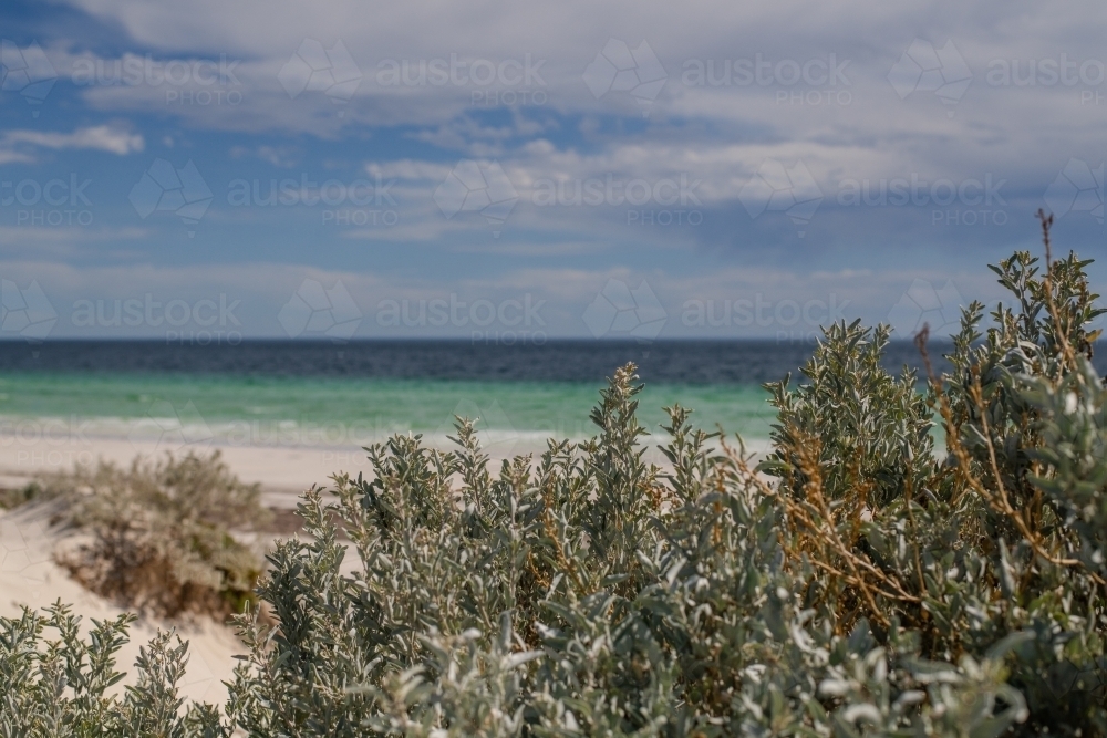 saltbush growing at the beach - Australian Stock Image