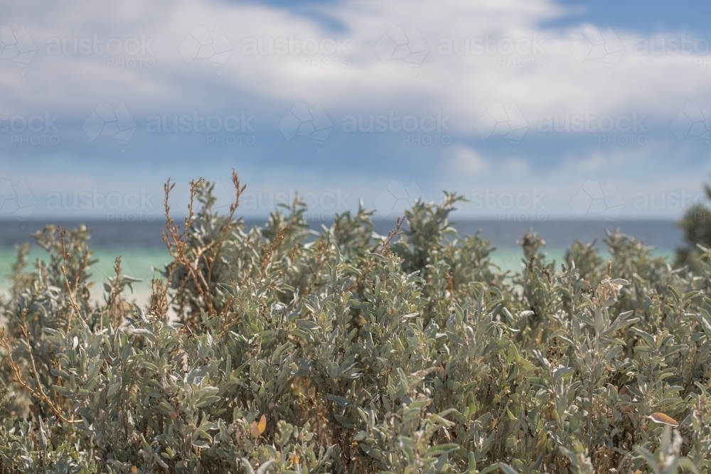 saltbush growing by the sea - Australian Stock Image