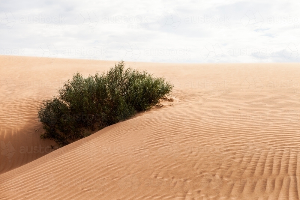 Sand dune and bush - Australian Stock Image