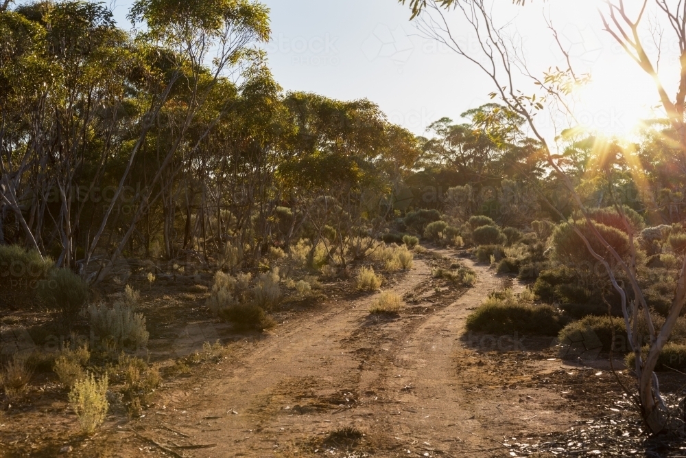 Sandy track through mallee bush - Australian Stock Image