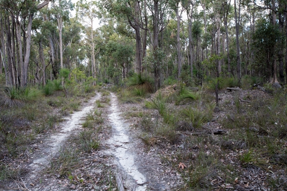 Sandy track through the bush - Australian Stock Image