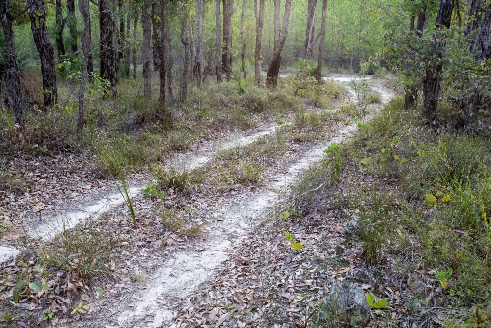 Sandy track through the bush - Australian Stock Image