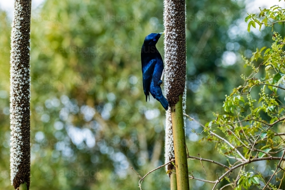 Satin bowerbird feeds from a grass tree flower - Australian Stock Image