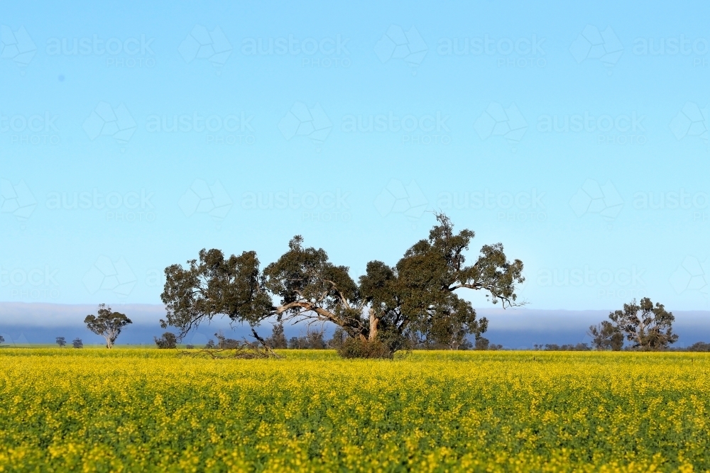 Image of Scene from rural Victoria in spring - Austockphoto