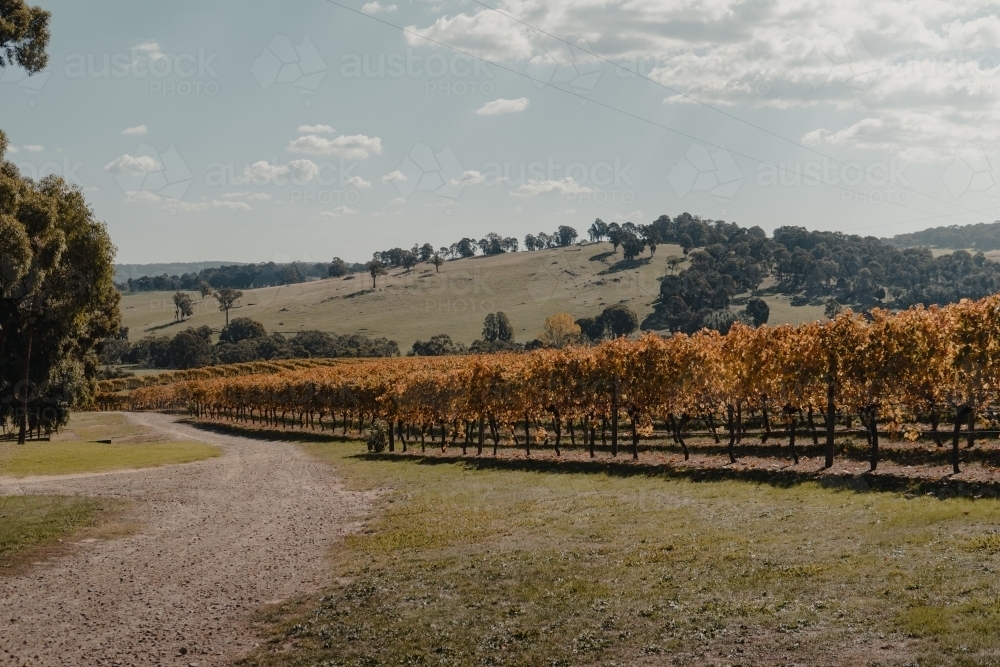 Scenic Australian countryside at a winery in the Snowy Mountains Region - Australian Stock Image