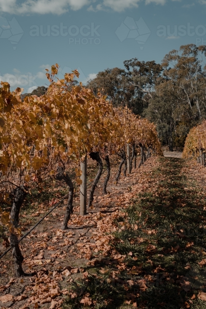 Scenic Australian countryside at a Winery in the Snowy Mountains Region. - Australian Stock Image