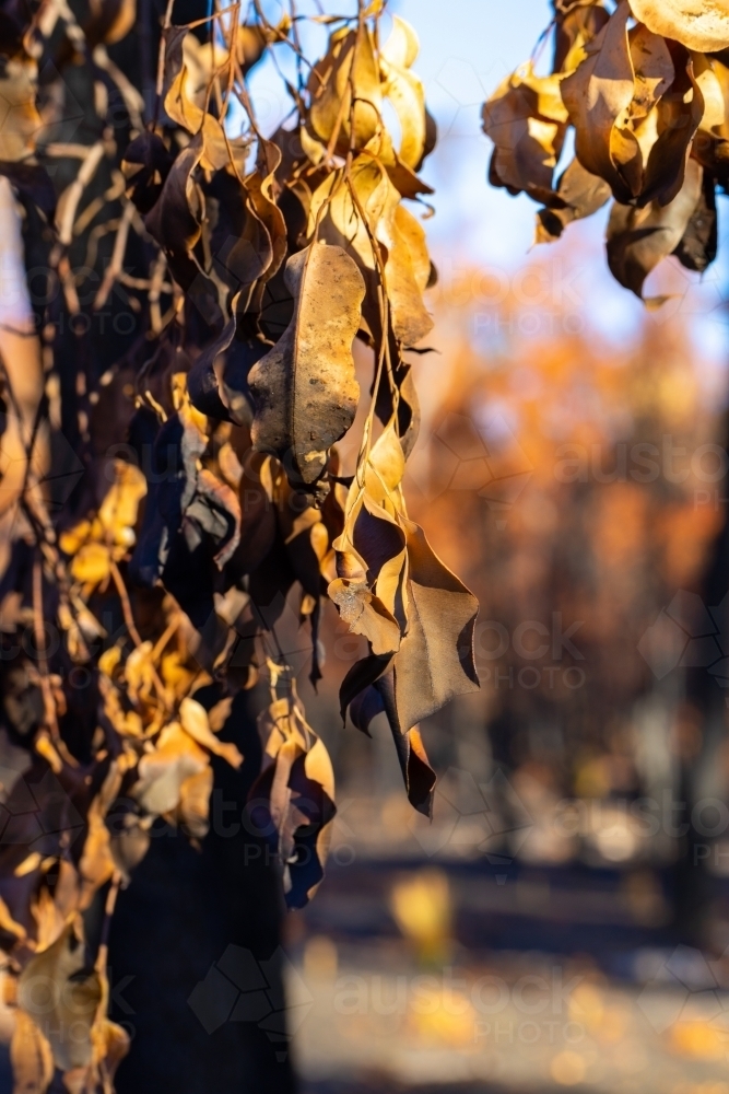 scorched leaves on burnt tree - Australian Stock Image
