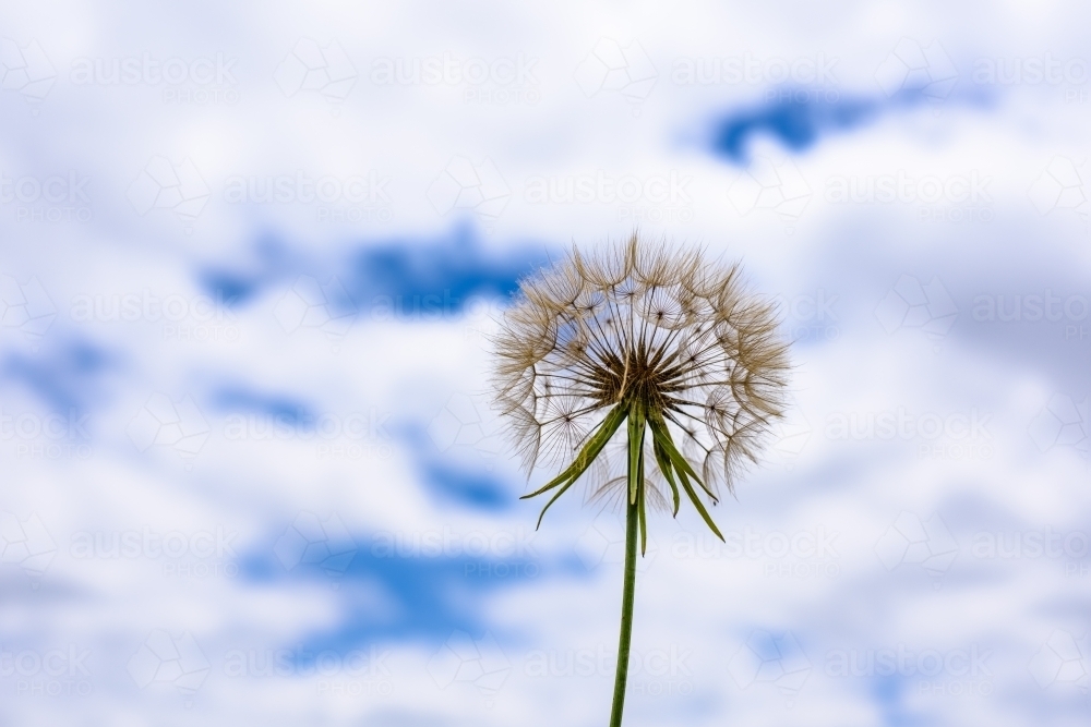 Scorzonera under the sky - Australian Stock Image