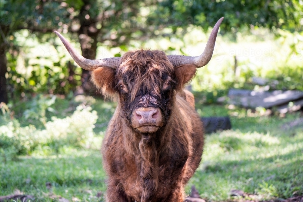 Scottish highland calf looking directly at camera - Australian Stock Image