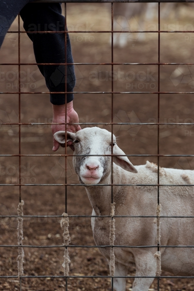 Scratching pet sheep ear - Australian Stock Image