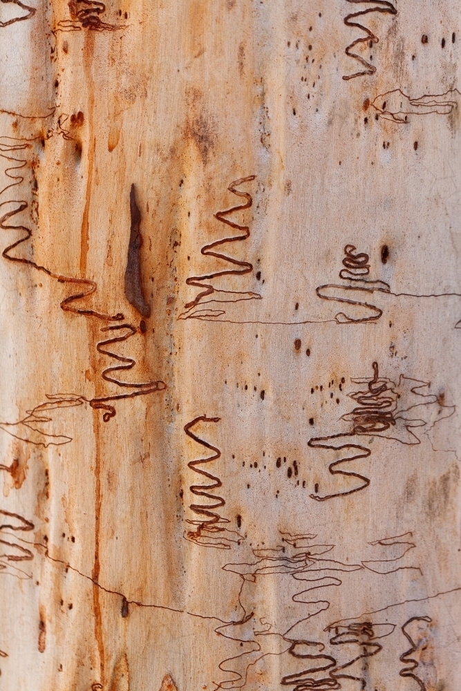 Scribbly gum tree back with textures on trunk - Australian Stock Image