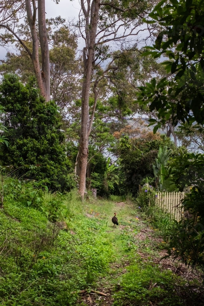 scrub turkey - Australian Stock Image