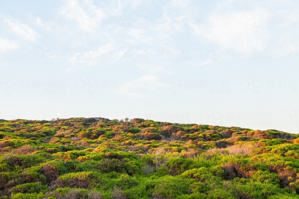 Scrubby bushes on coastal hillside at dusk - Australian Stock Image