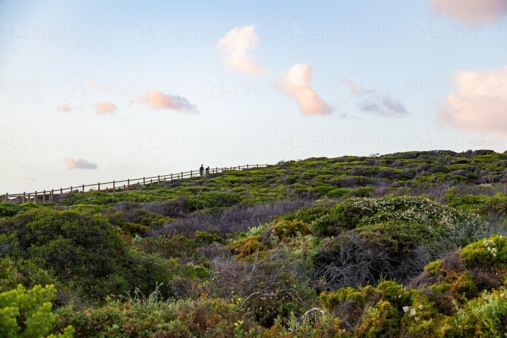 Scrubby bushes on coastal hillside at dusk - Australian Stock Image