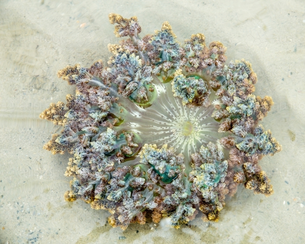 sea anemone in shallow water - Australian Stock Image