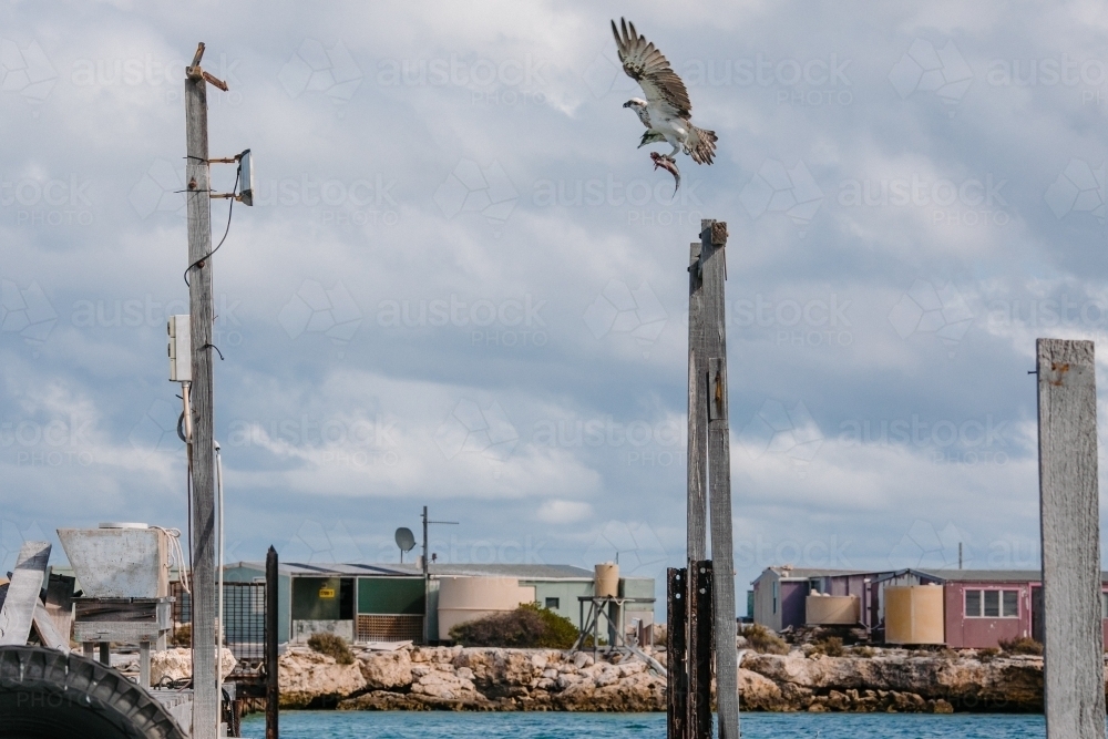 Sea eagle in flight with a fish in its talons with fishing shacks - Australian Stock Image