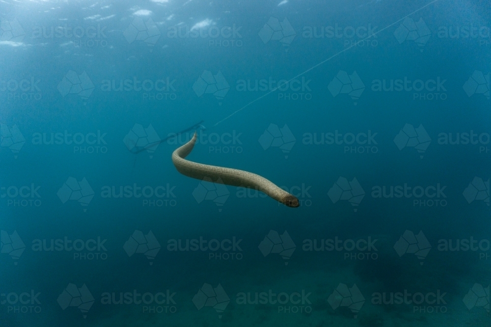 Sea snake swimming in deep blue ocean water with speargun in background - Australian Stock Image