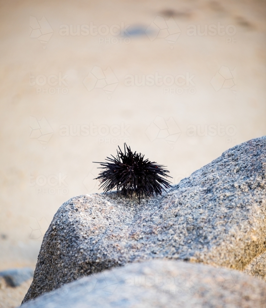 sea urchin on a rock - Australian Stock Image