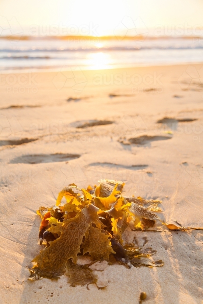 Sea weed washed up on sandy shoreline with morning sunlight - Australian Stock Image