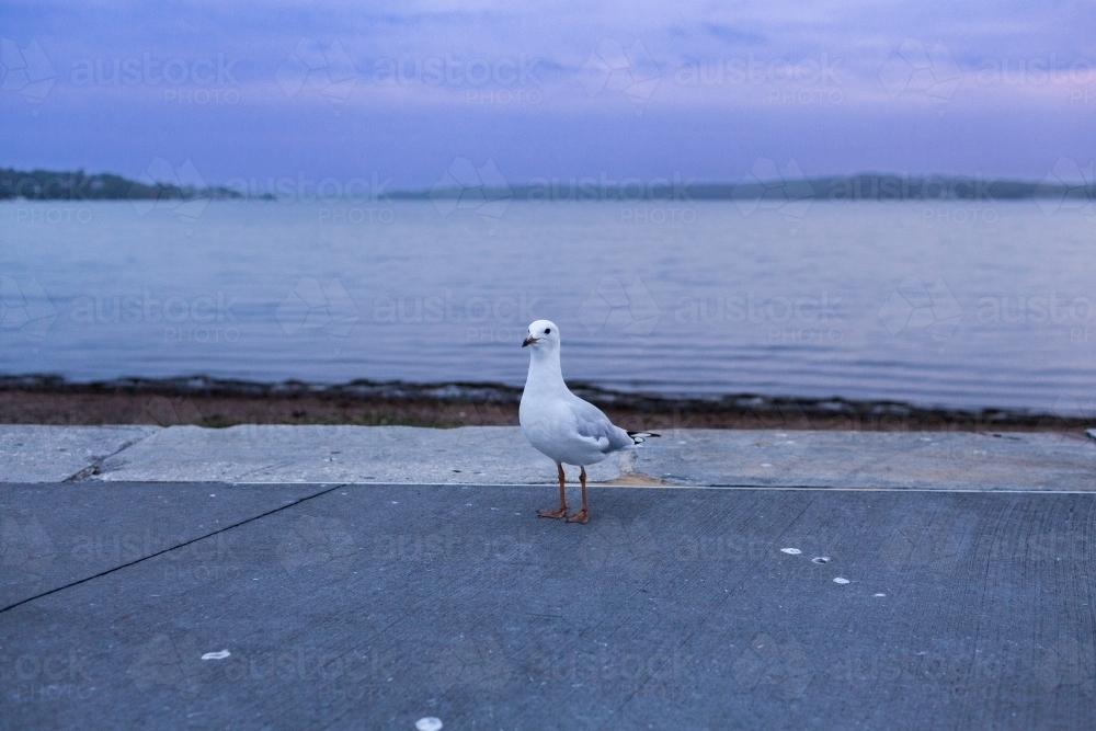 seagull at Warners Bay Foreshore Reserve in dusk light - Australian Stock Image