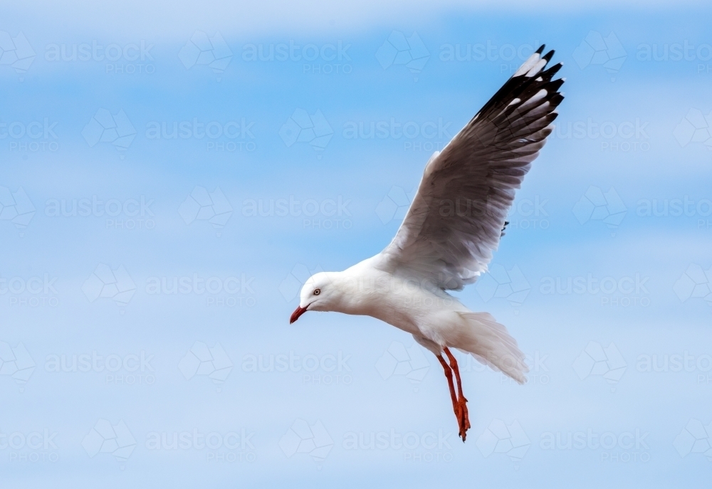 Seagull flying in the blue sky. - Australian Stock Image