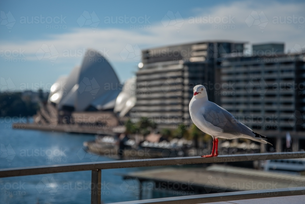 Seagull in Sydney with Opera House out of focus in the background - Australian Stock Image