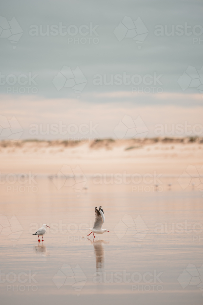 Seagull on the beach with wings spread about to take flight - Australian Stock Image