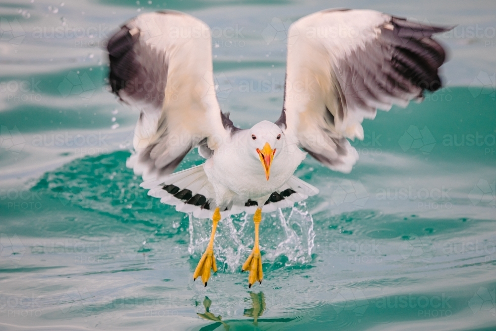 Seagull or Pacific gull taking flight from the ocean - Australian Stock Image