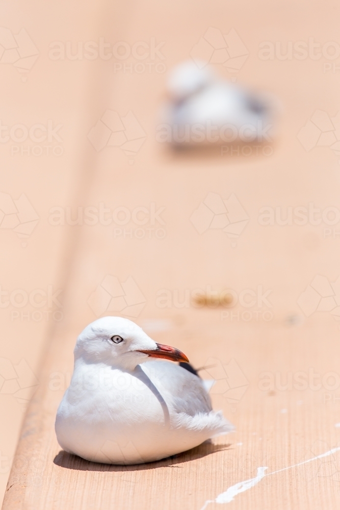 Seagull sitting on a footpath - Australian Stock Image