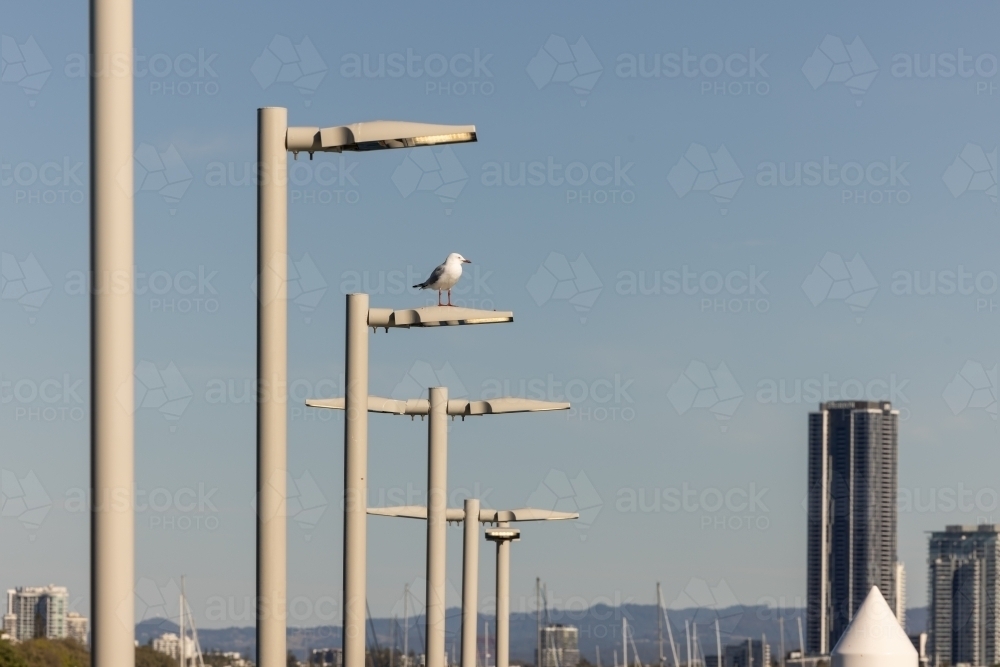 Seagull sitting on street light with view of the Gold Coast in the background, Queensland Australia - Australian Stock Image