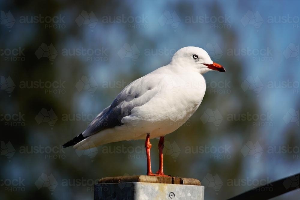 Seagull standing on a perch - Australian Stock Image