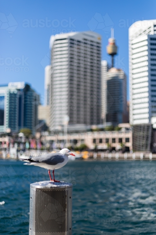 Seagull standing on top of a pier at darling Harbour with Sydney skyline blurred in the distance - Australian Stock Image