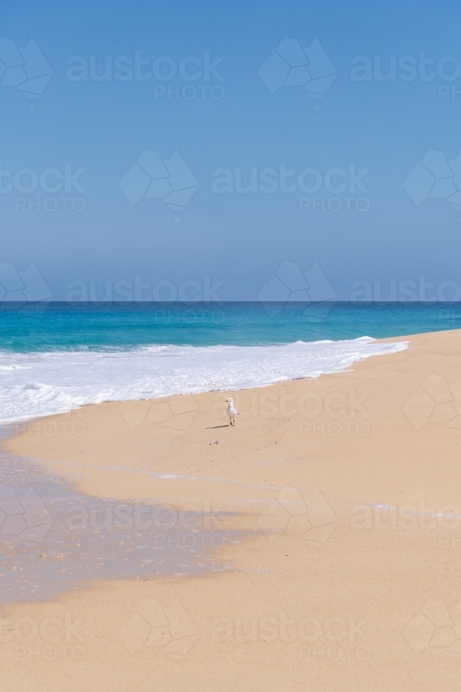 Seagull with catch on sandy beach - Australian Stock Image