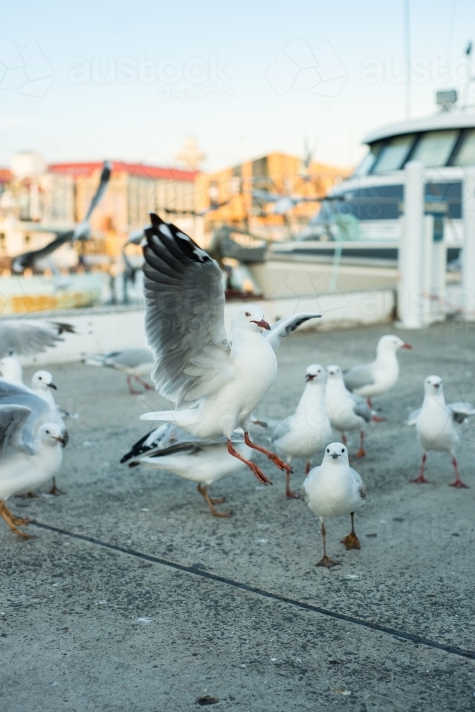 Seagulls at marina - Australian Stock Image