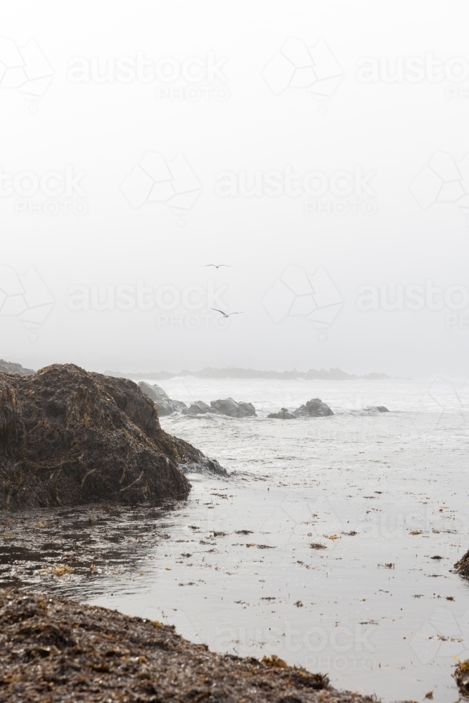 Seagulls flying through the sea fog - Australian Stock Image