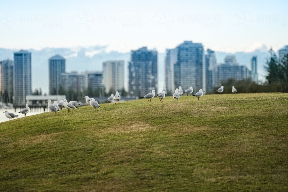Seagulls on the grass - Australian Stock Image