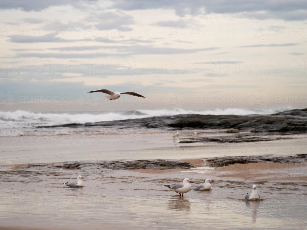 Seagulls with one flying over a beach and rocks - Australian Stock Image