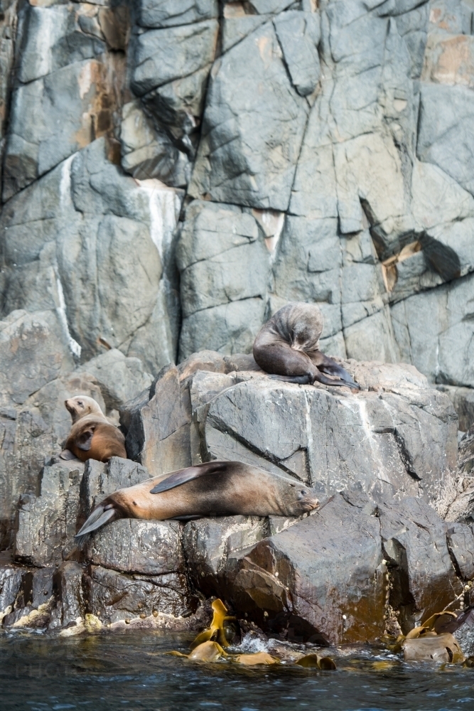 Seals and sealions lazing and playing on rock - Australian Stock Image