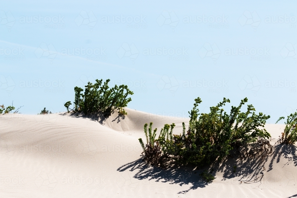 Image Of Seaside Plants Growing In White Sand Austockphoto   Seaside Plants Growing In White Sand Austockphoto 000118321.JPG