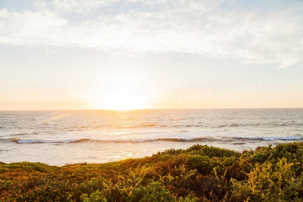 Seaside vegetation plants and shrubs on the coastline at sunset - Australian Stock Image