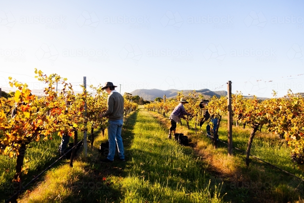 Seasonal workers picking grapes on a farm in the Hunter Valley - Australian Stock Image