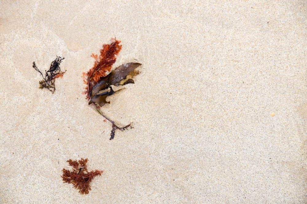 Seaweed washed up on beach - Australian Stock Image