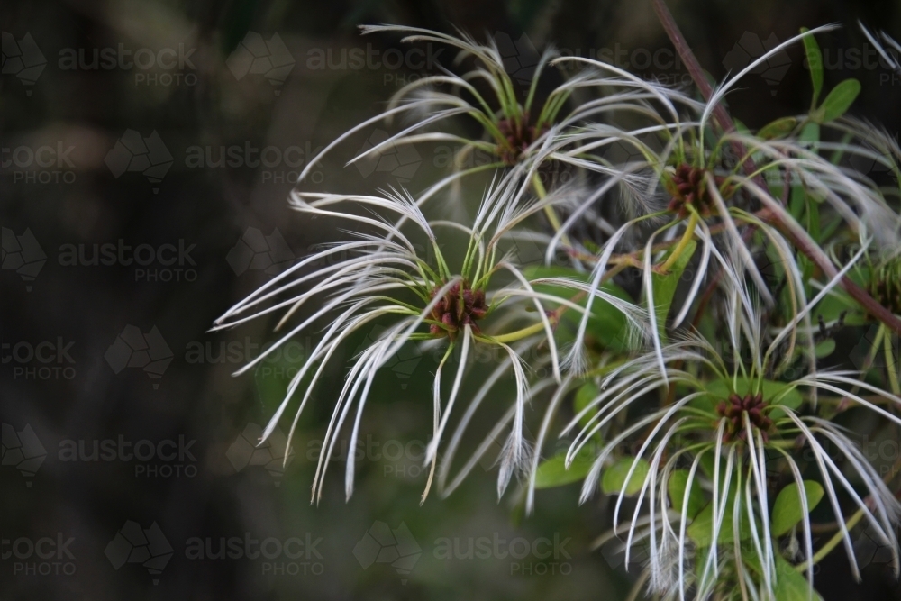 Seed head on the clematis plant - Australian Stock Image