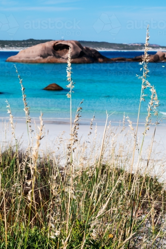 seed heads on beach grasses with blue water background - Australian Stock Image