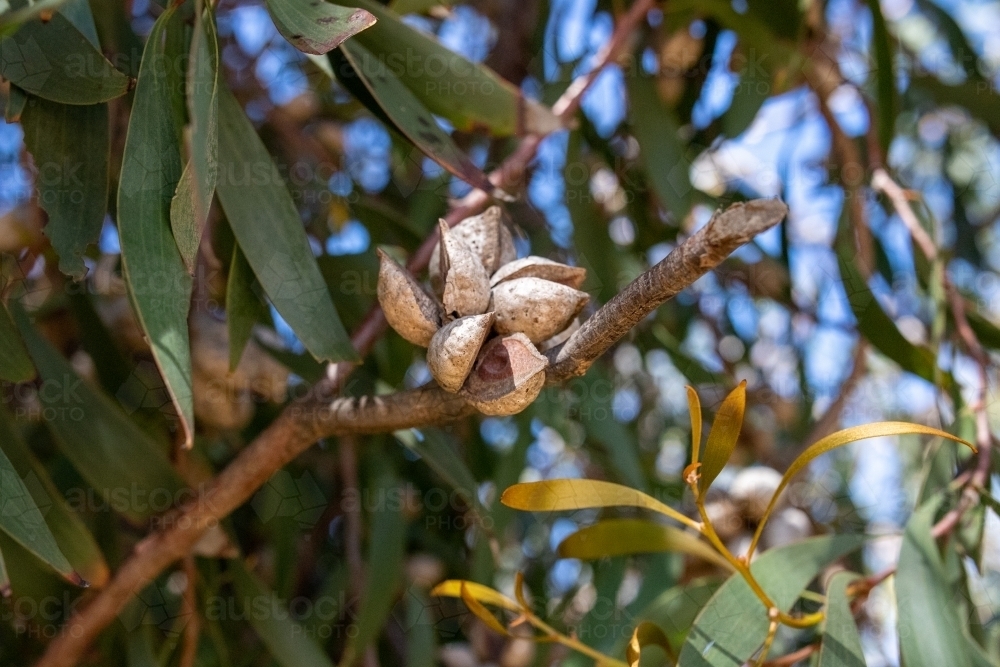 Seed pod on hakea tree - Australian Stock Image