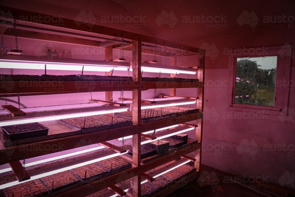 Seed raising on flower farm indoors under pink grow lights - Australian Stock Image