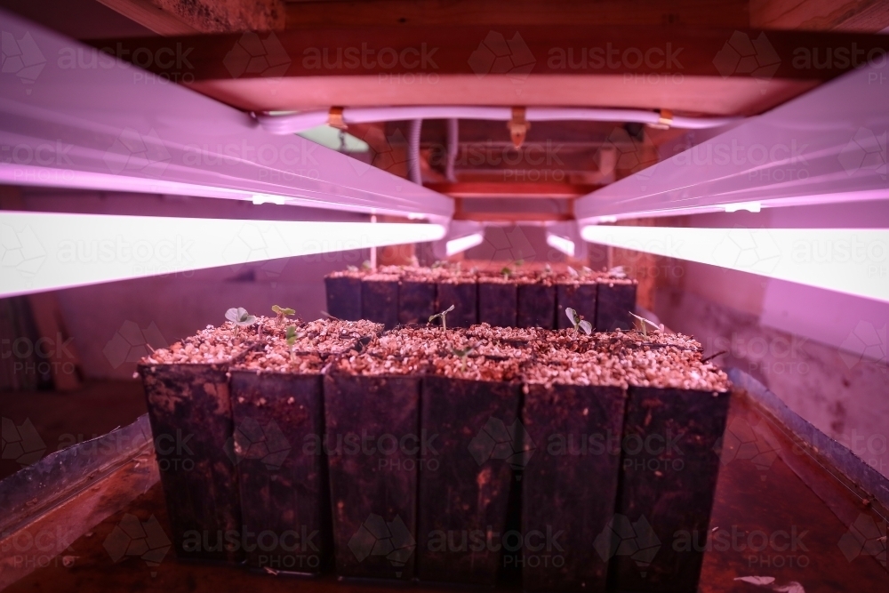 Seed raising on flower farm indoors under pink grow lights - Australian Stock Image