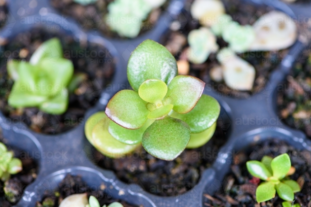 Seedling growth of multi-meat plants - Australian Stock Image