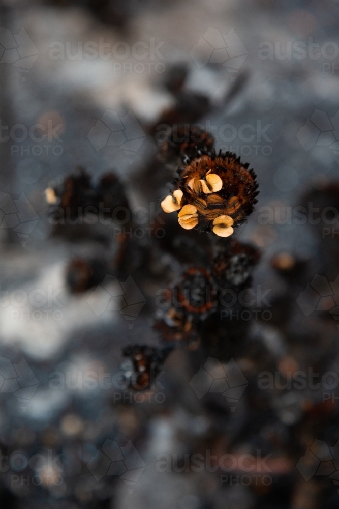 Seeds leaving burnt plant after a bushfire - Australian Stock Image