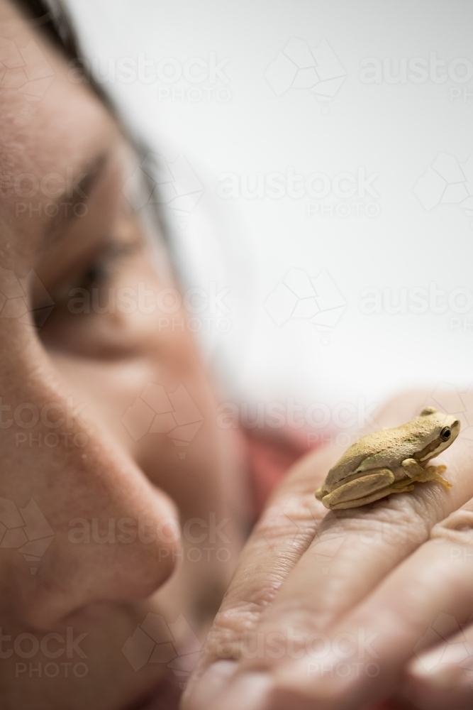 selective focus on the small amphibian tree frog, a person is looking at it and is blurred behind - Australian Stock Image